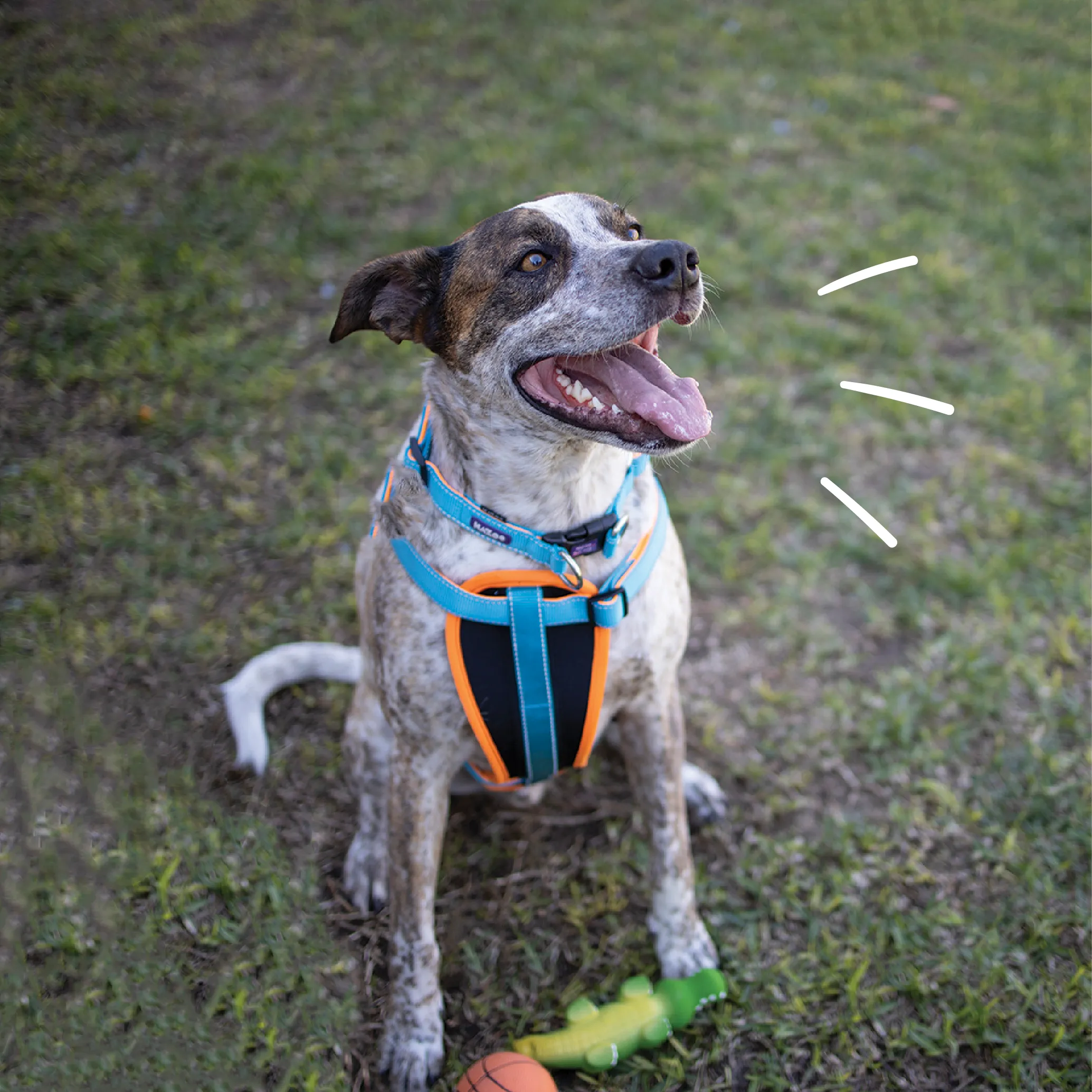 Active Easy-clip Dog Collar - Ocean Sunrise