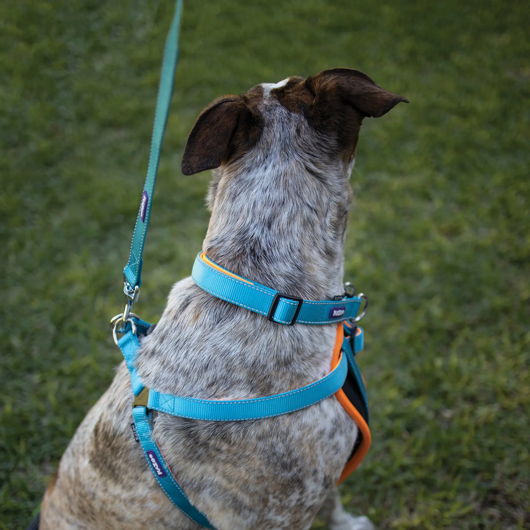 Active Easy-clip Dog Collar - Ocean Sunrise